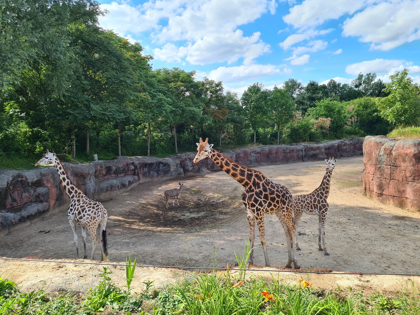 Savanna - Rothschild giraffes in main paddock