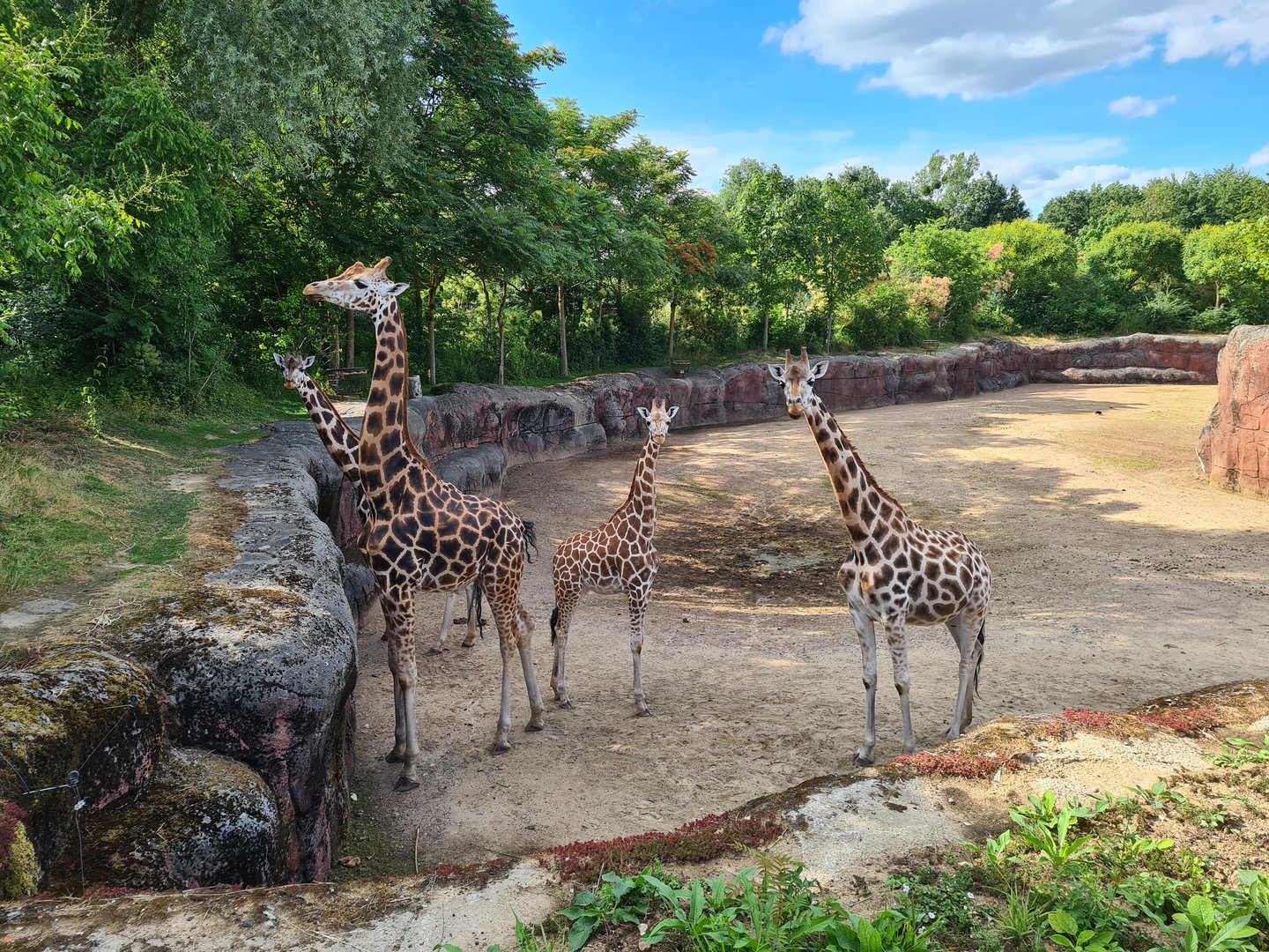 Savanna - Rothschild giraffes in main paddock