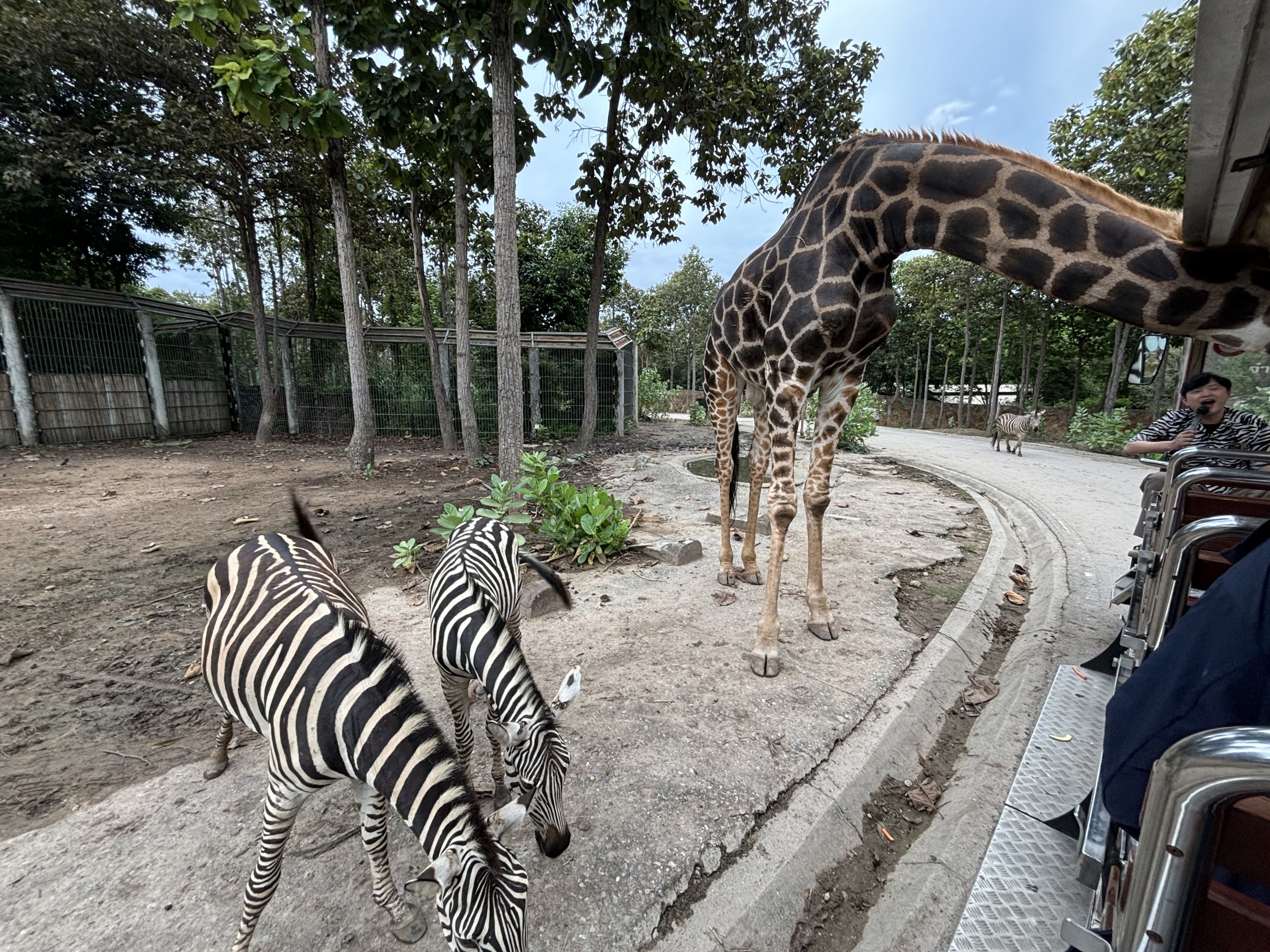 Savanna Safari - African Paddock