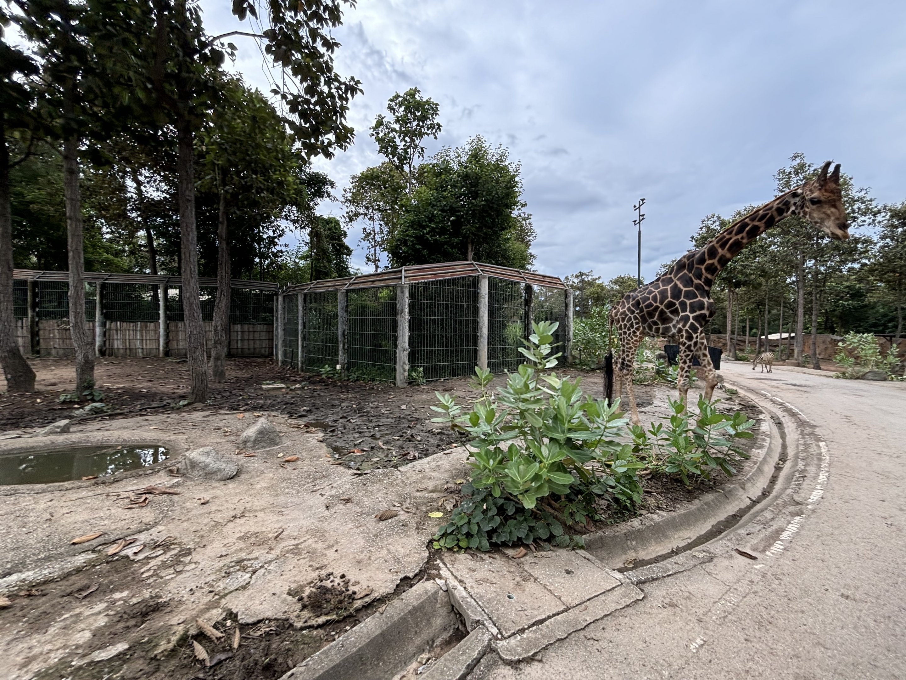 Savanna Safari - African Paddock