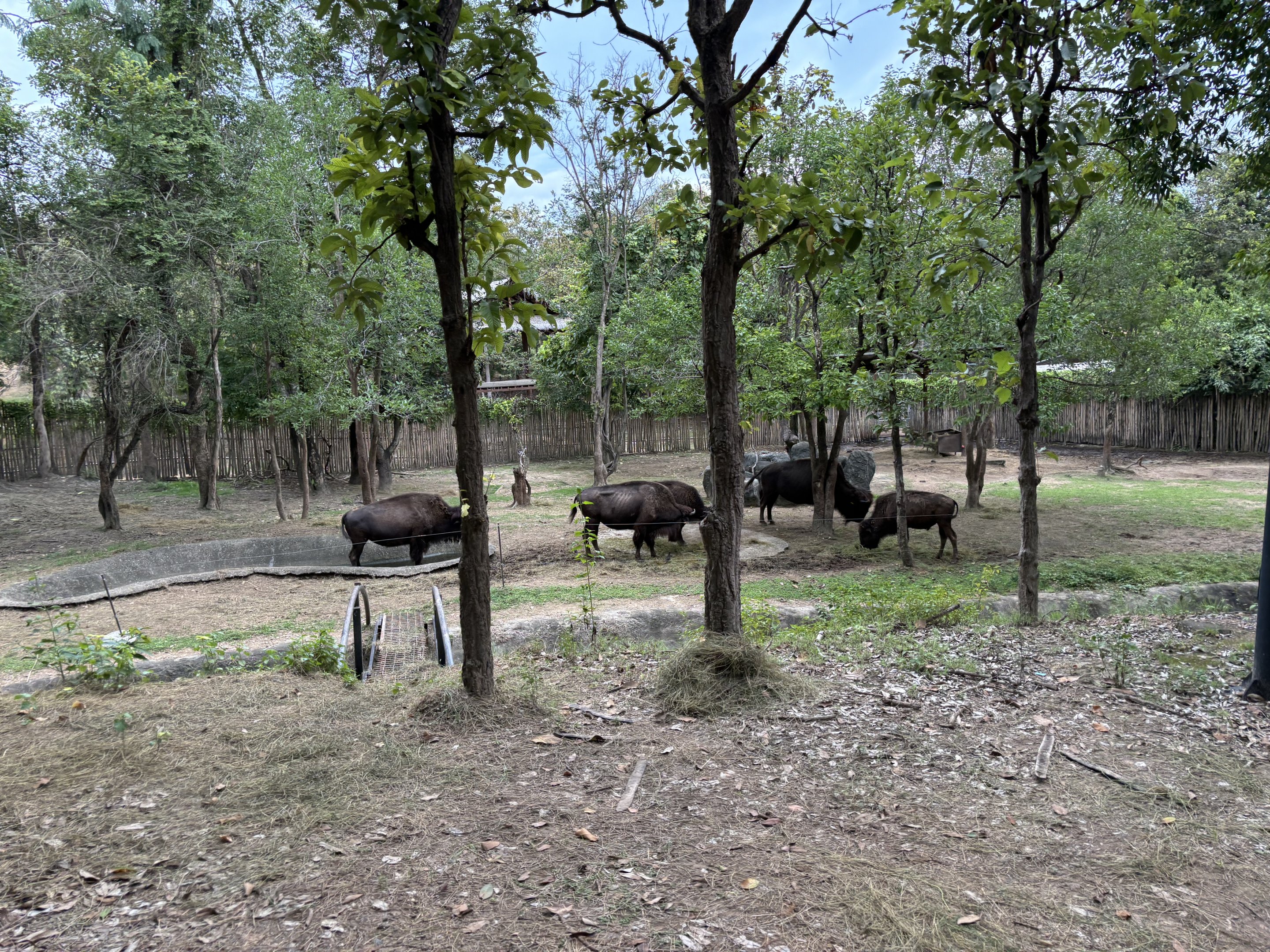 Savanna Safari - American Bison Exhibit