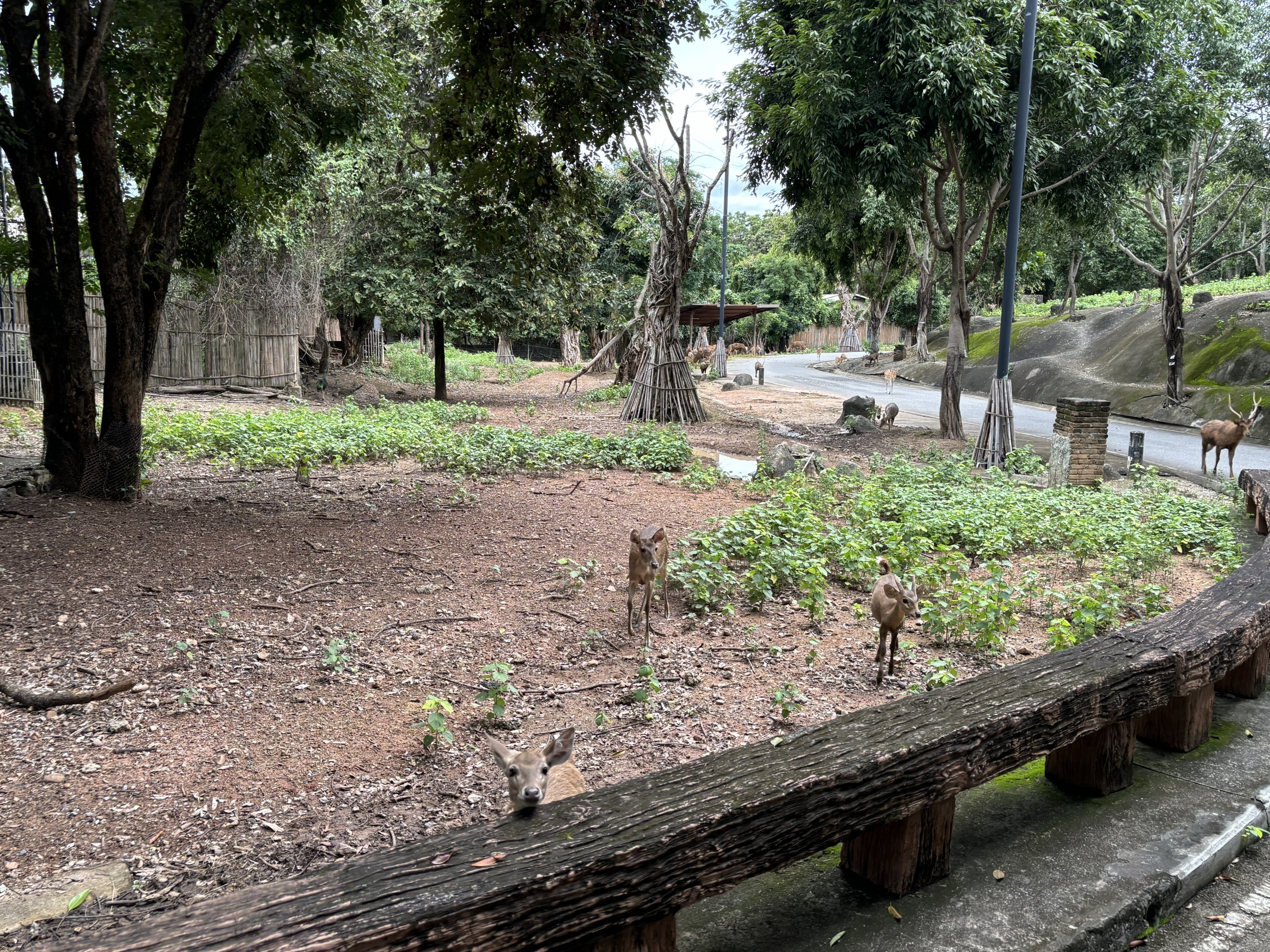 Savanna Safari - Asian Deer Exhibit