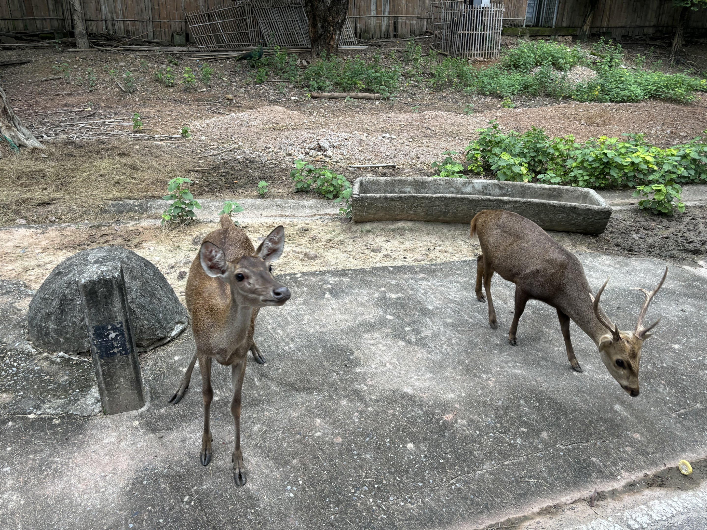 Savanna Safari - Asian Deer Exhibit