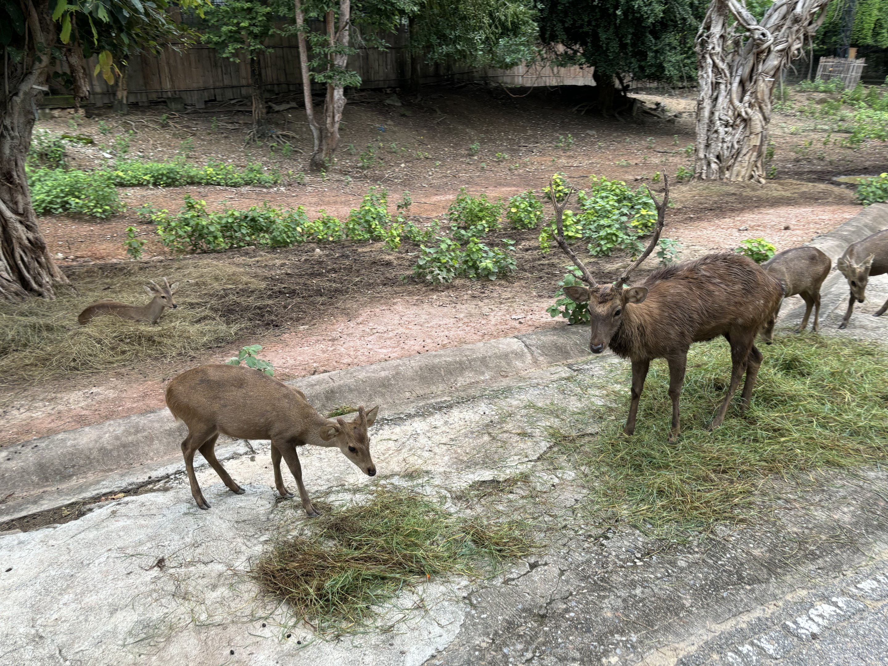 Savanna Safari - Asian Deer Exhibit