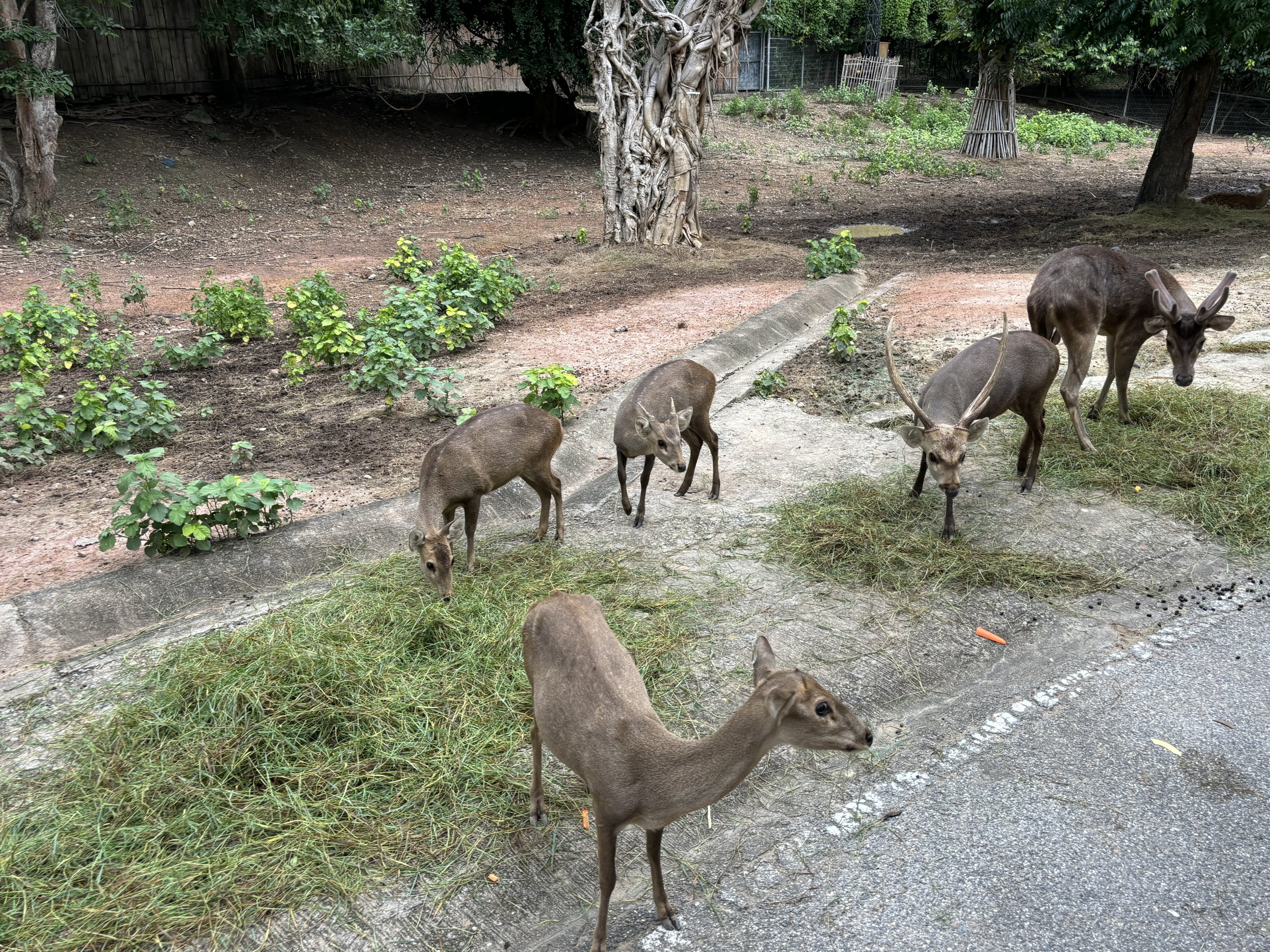Savanna Safari - Asian Deer Exhibit