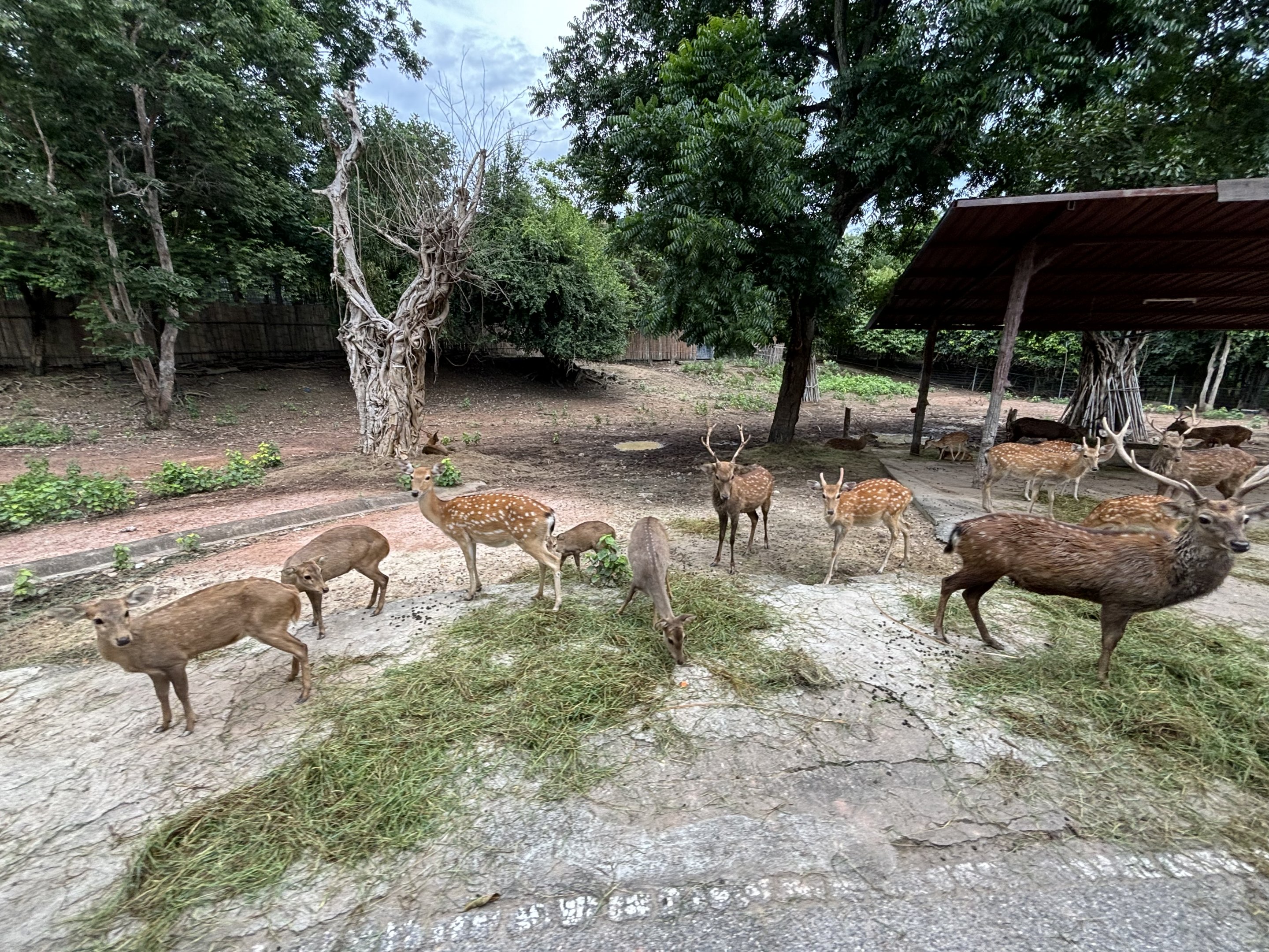 Savanna Safari - Asian Deer Exhibit