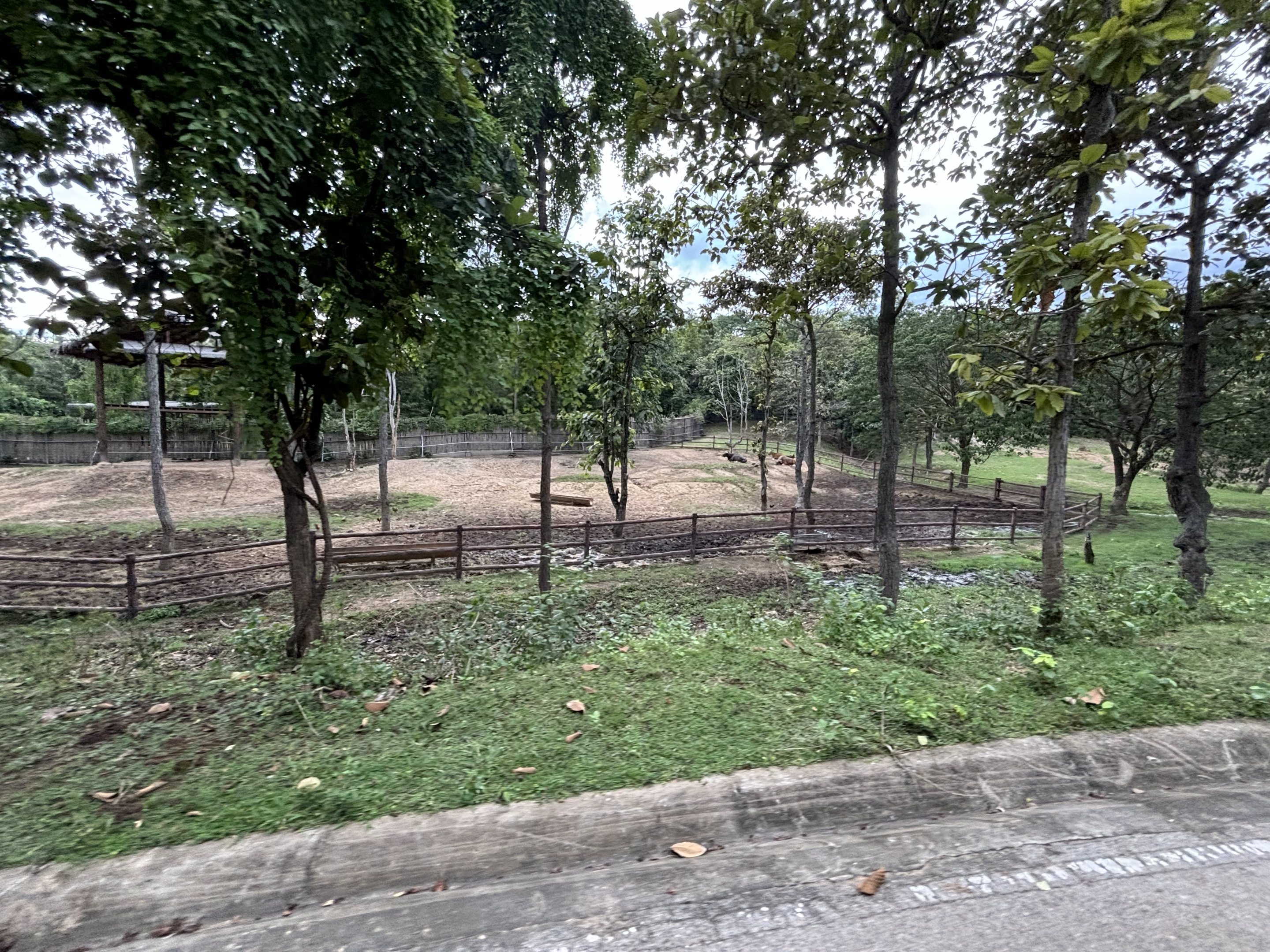 Savanna Safari - Banteng Exhibit