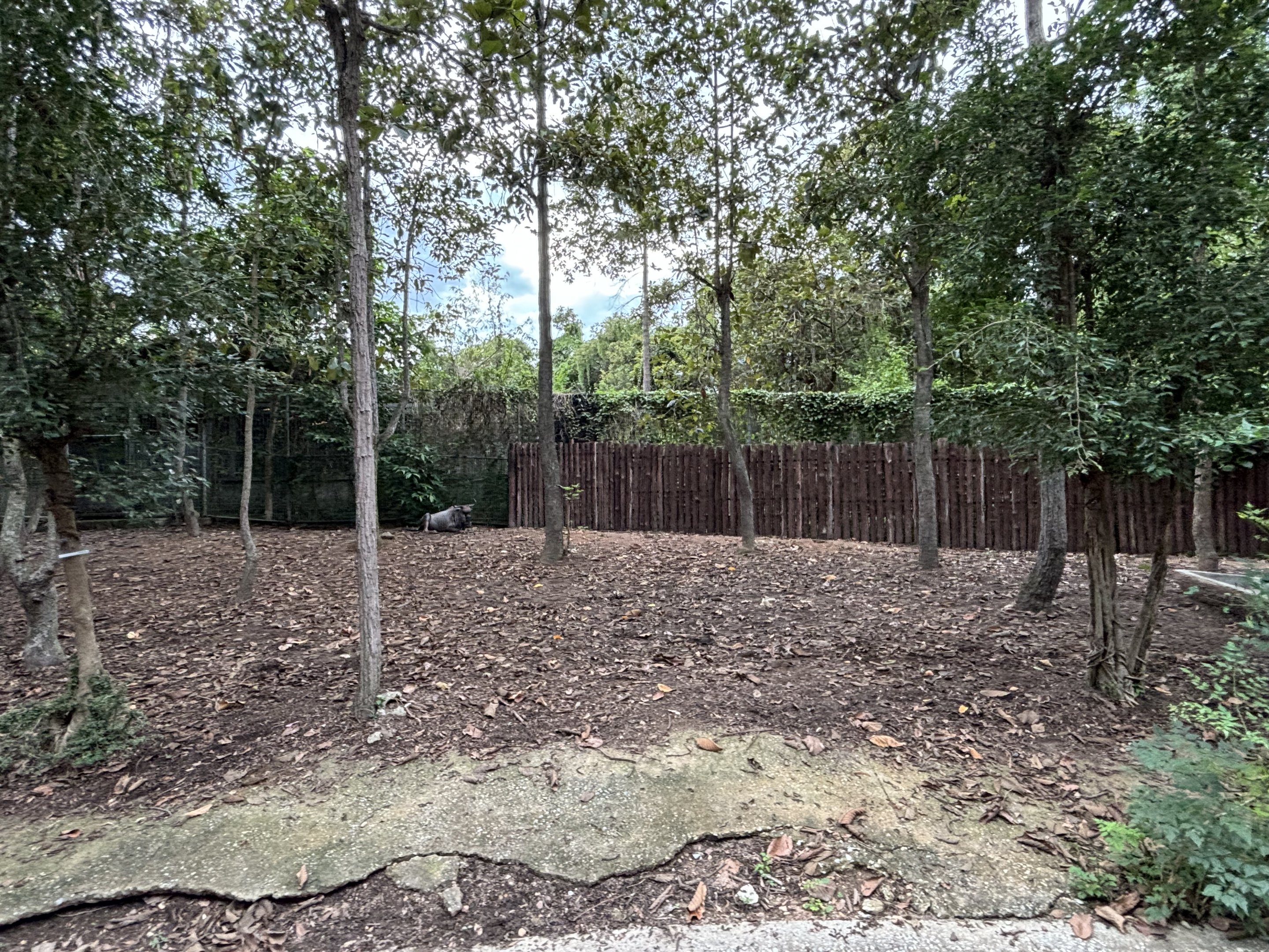 Savanna Safari - Blue Wildebeest Exhibit