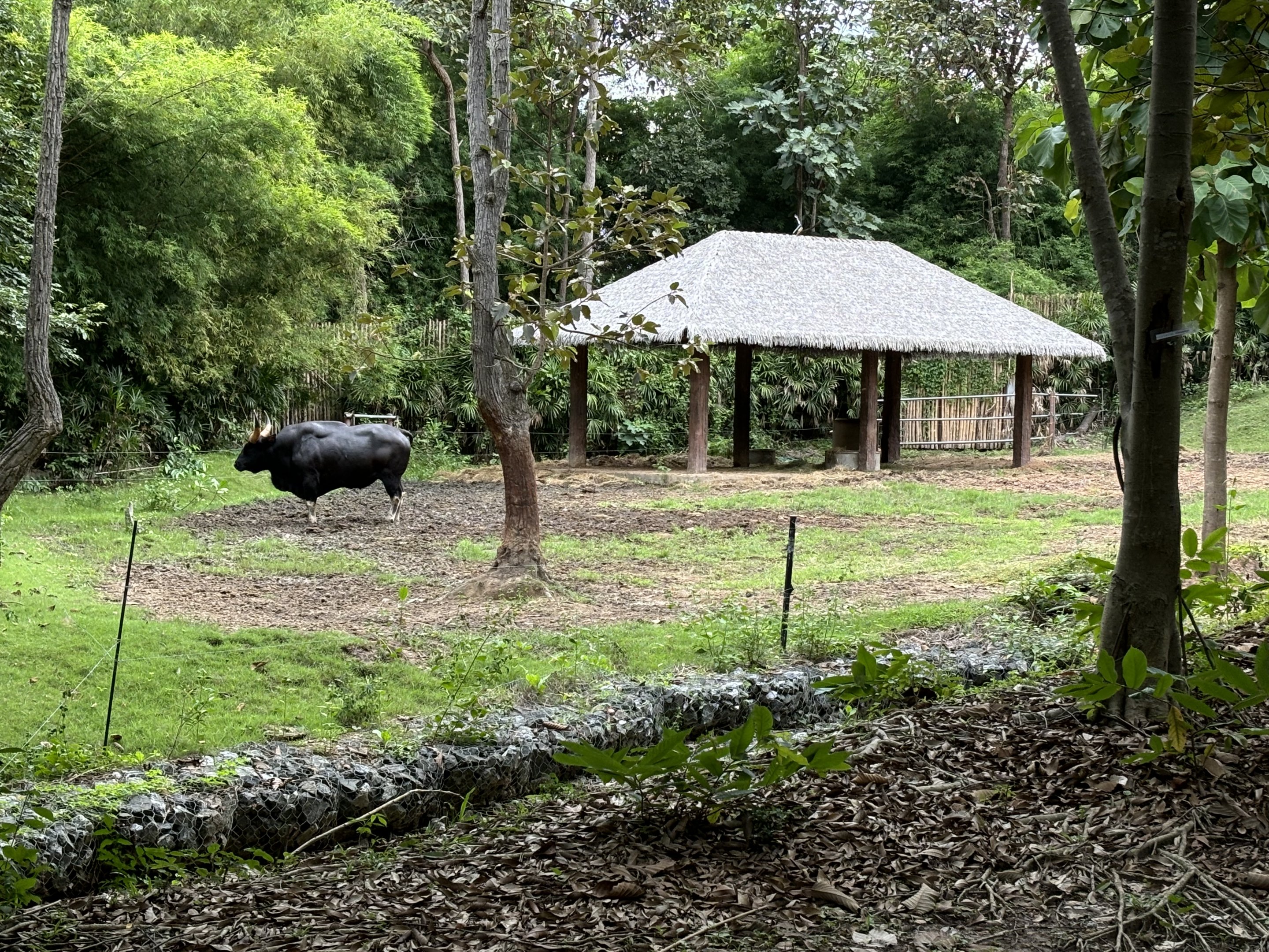 Savanna Safari - Gaur Exhibit