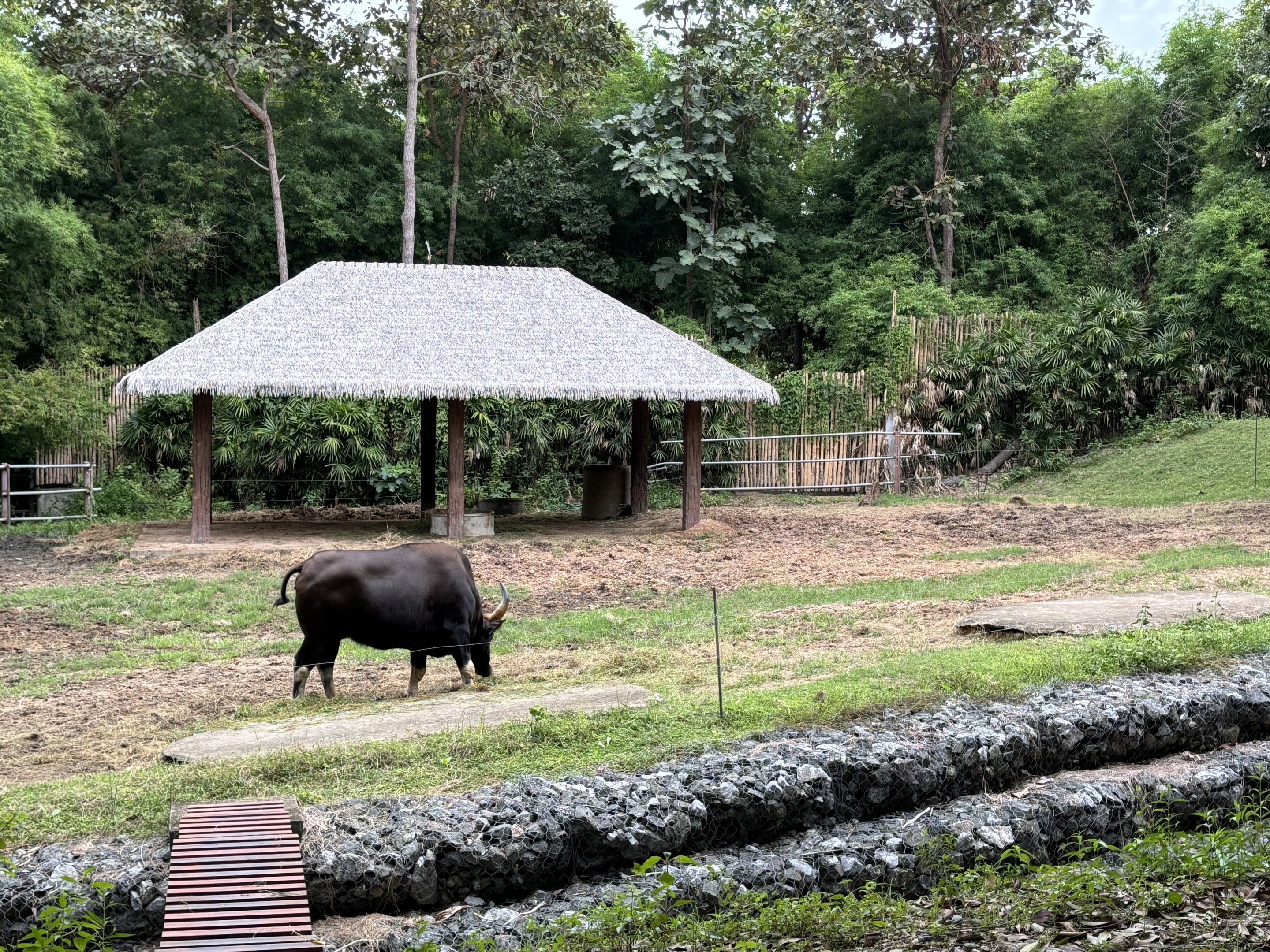 Savanna Safari - Gaur Exhibit