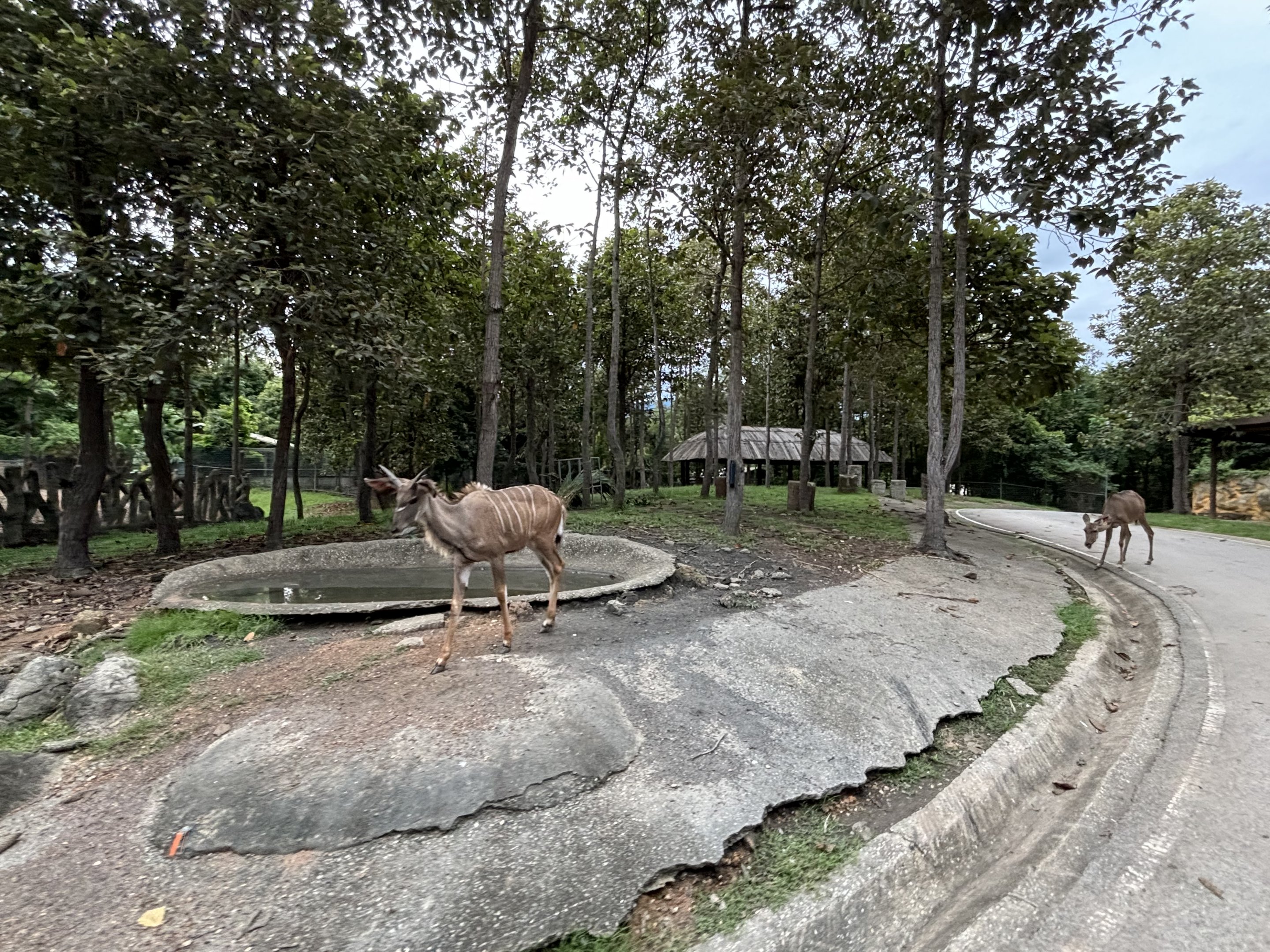 Savanna Safari - Greater Kudu Exhibit