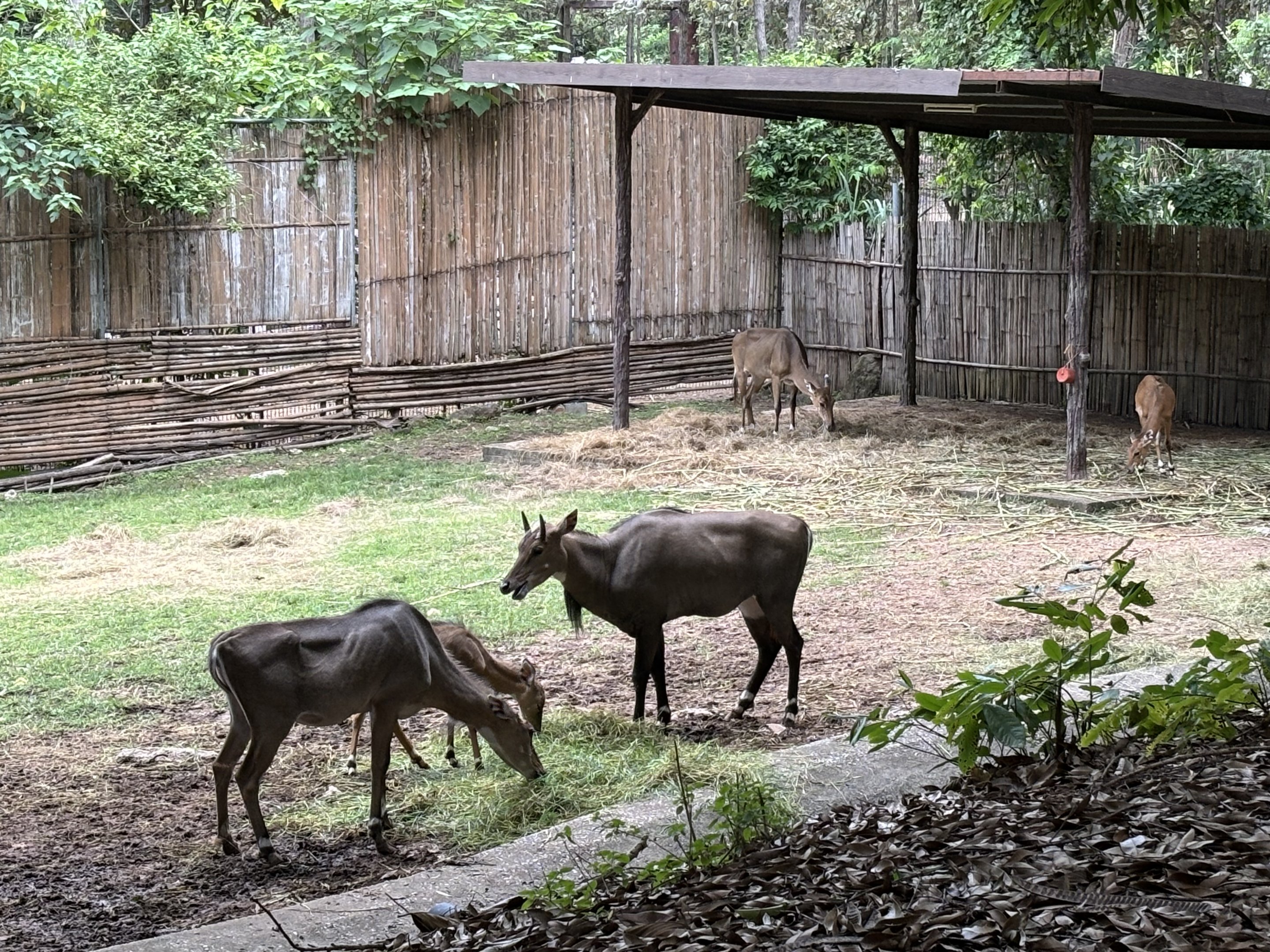 Savanna Safari - Nilgai Exhibit