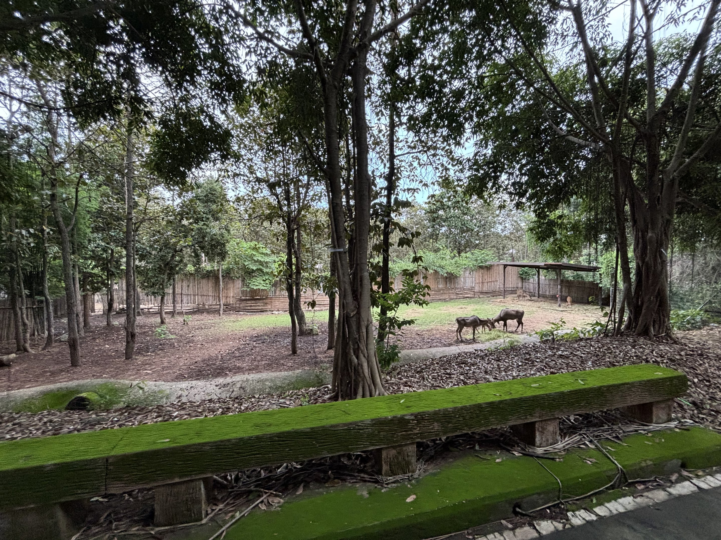Savanna Safari - Nilgai Exhibit