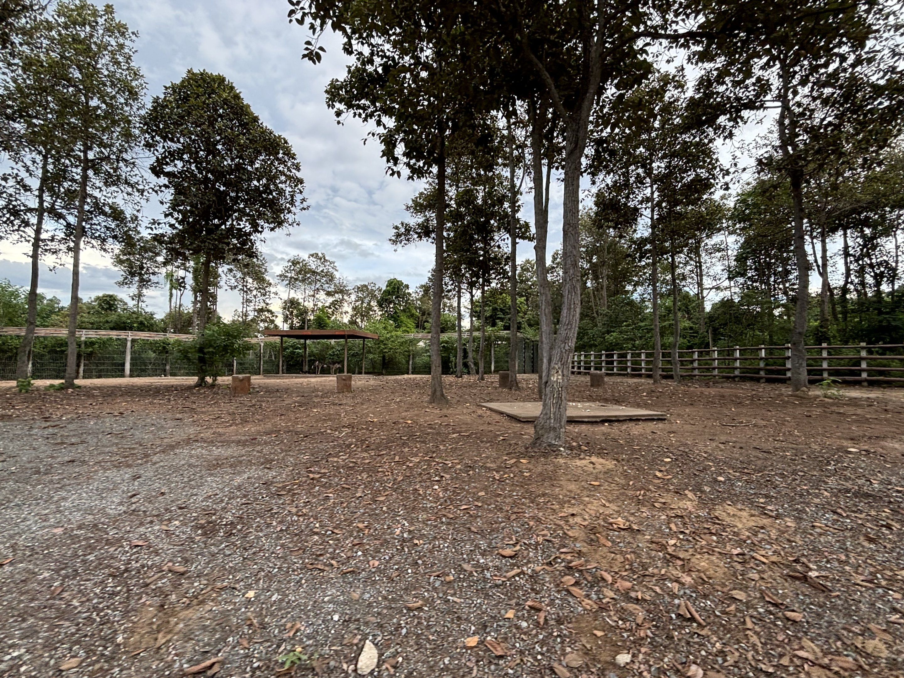 Savanna Safari - Ostrich Exhibit
