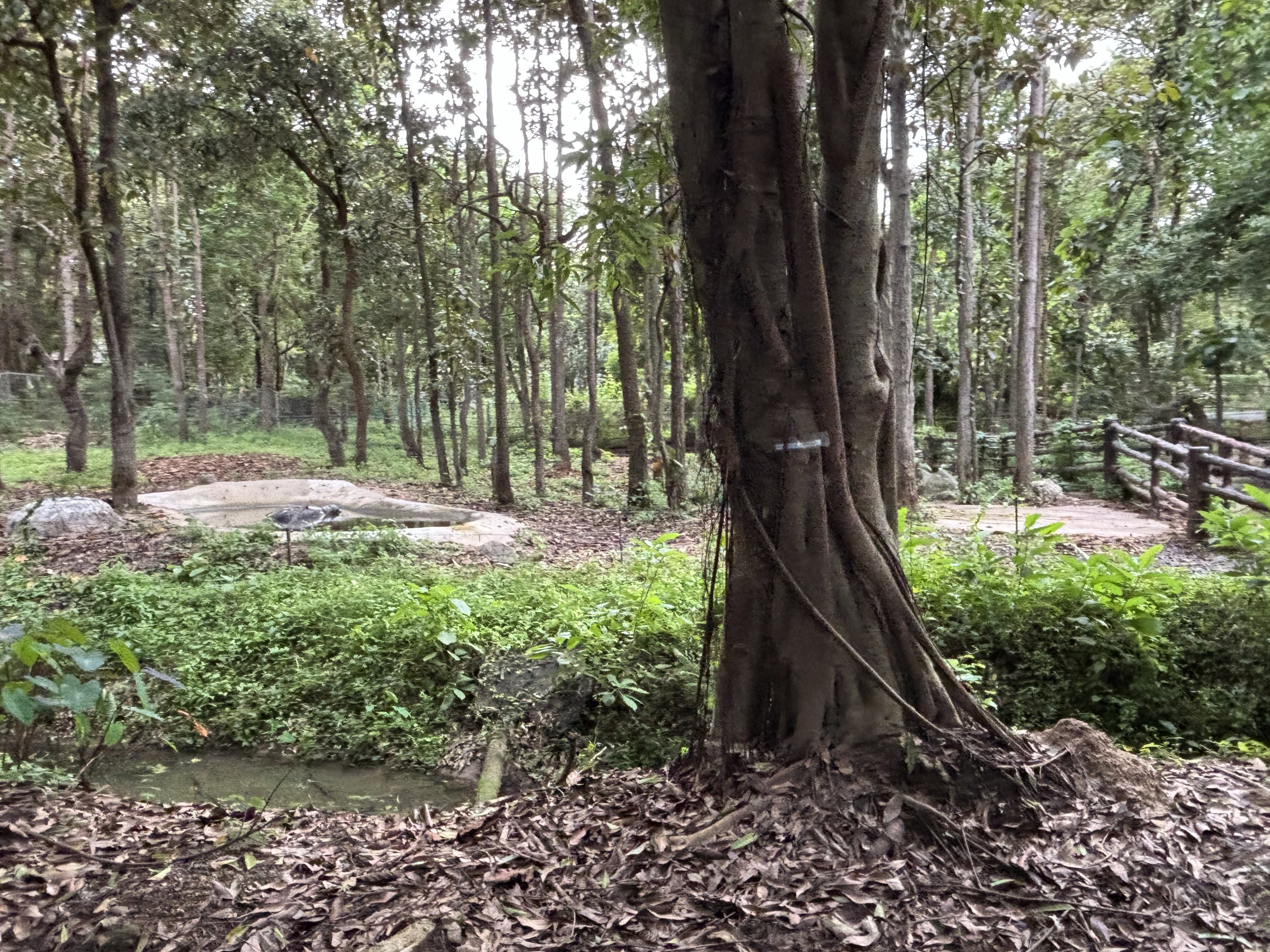 Savanna Safari - Pygmy Hippo Exhibit