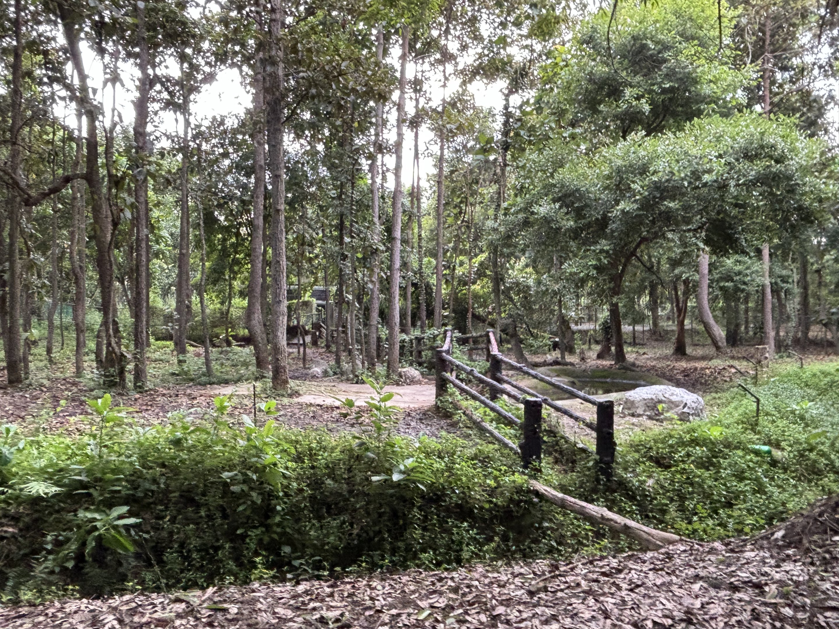 Savanna Safari - Pygmy Hippo Exhibits
