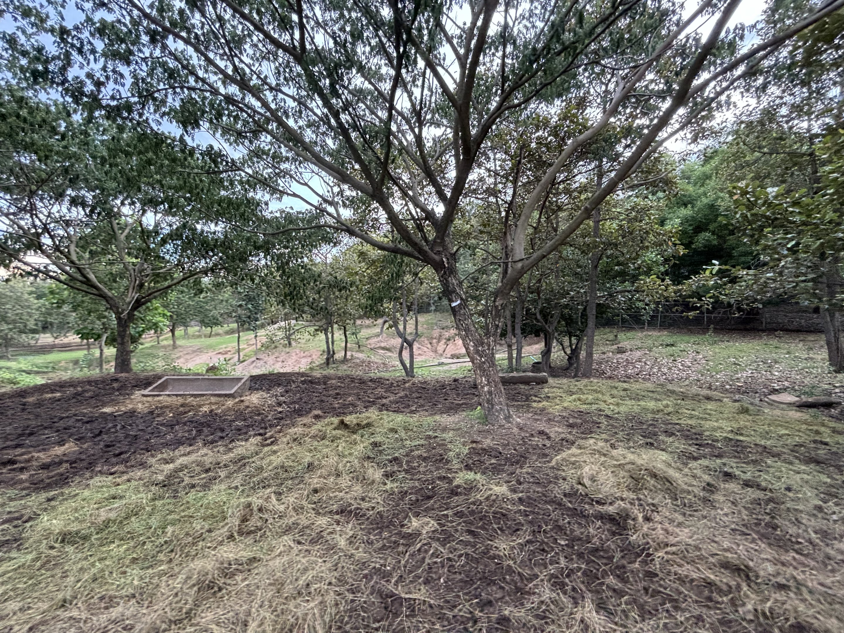 Savanna Safari - Watusi Exhibit