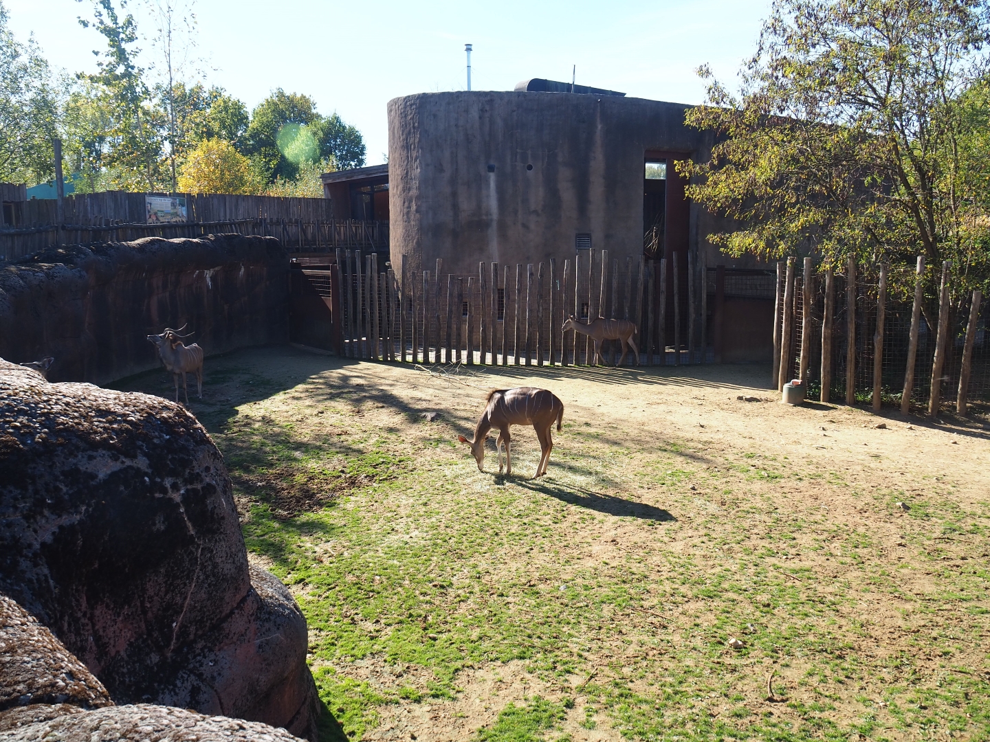 Savanna separation paddock (Oct 13th, 2018)