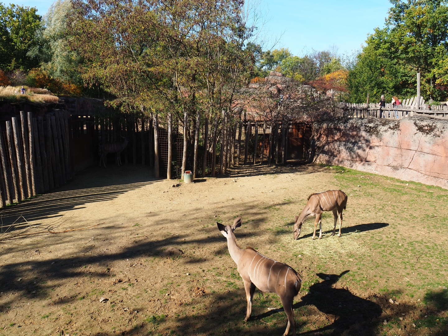 Savanna separation paddock (Oct 13th, 2018)