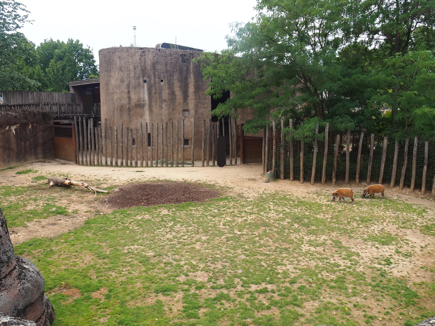 Savanna separation paddock - With red river hogs at the time of my visit, 2023-07-18
