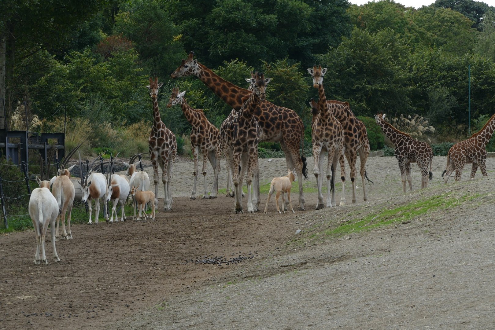 Savanna, September 2018