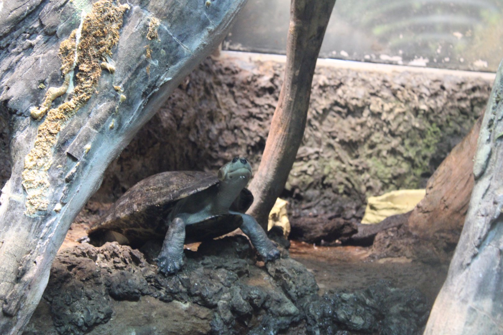 Savanna Side-necked Turte