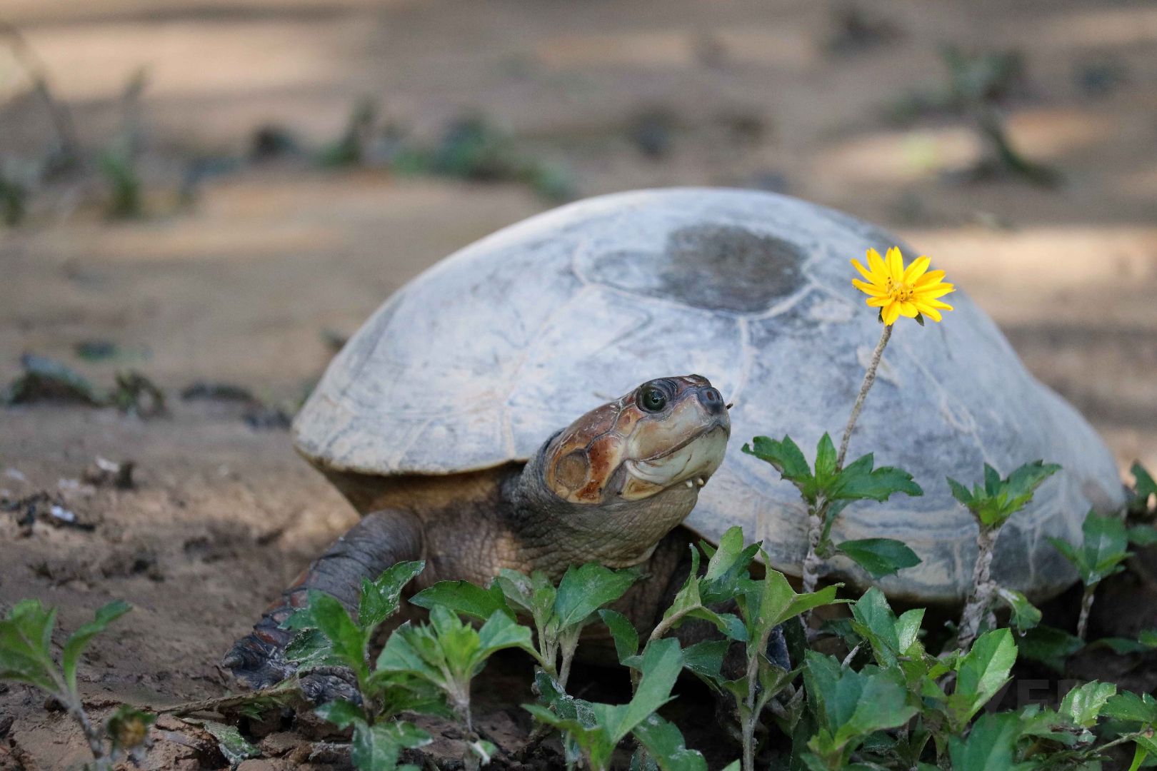 Savanna side-necked turtle, May 2016