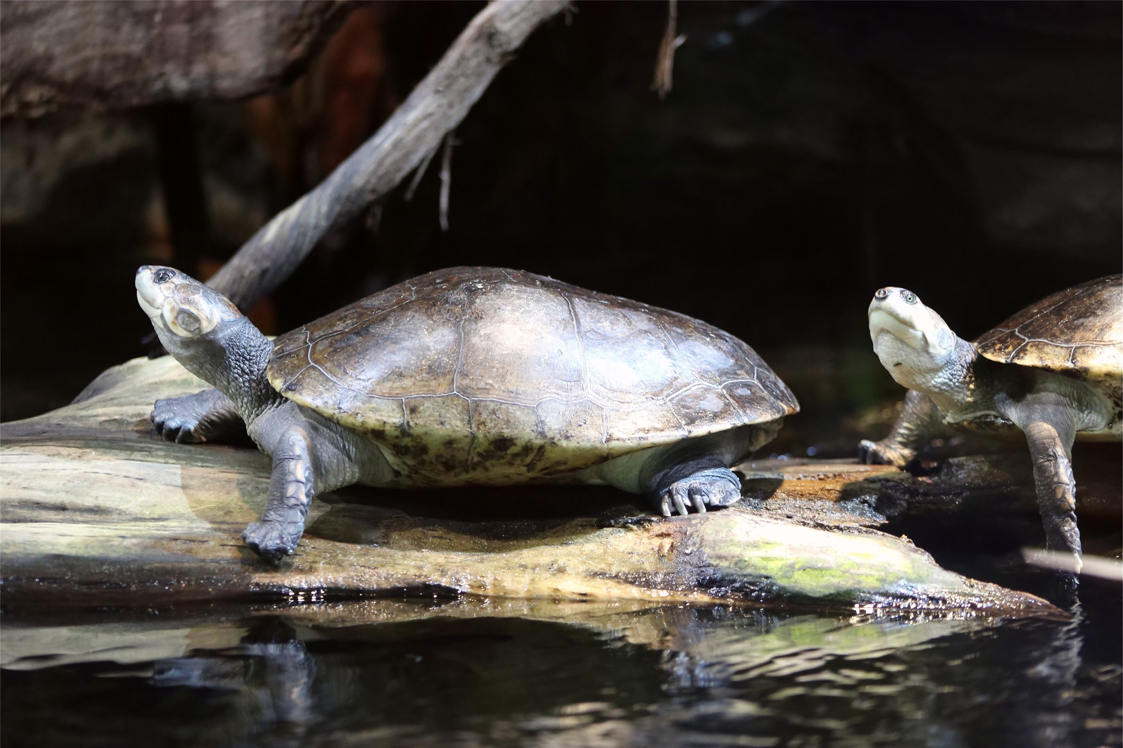 Savanna Side-Necked Turtle (Podocnemis vogli)
