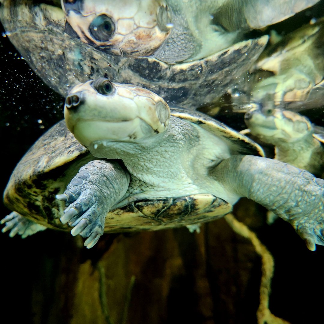 Savanna Side-Necked Turtle (Podocnemis vogli)