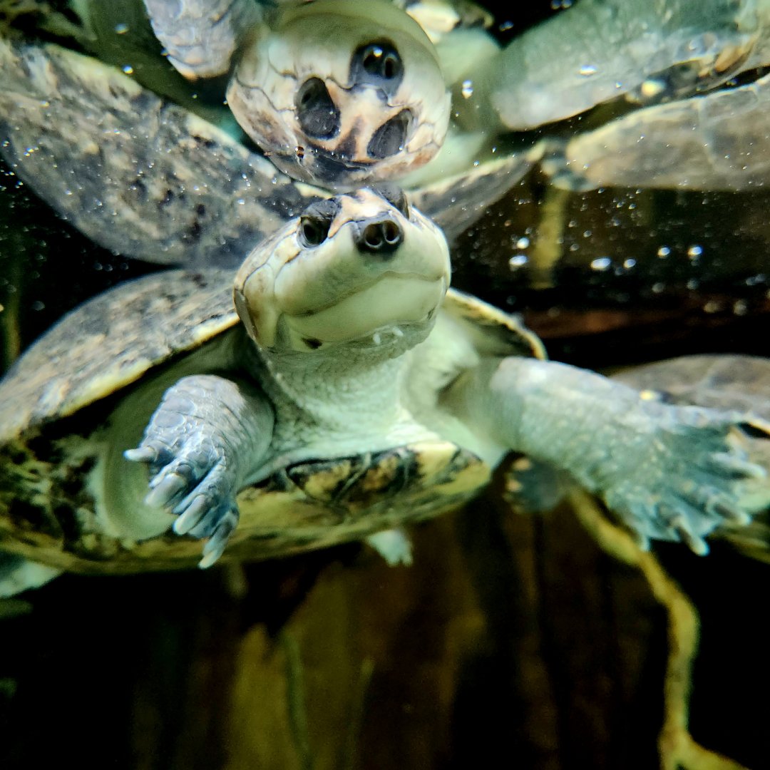 Savanna Side-Necked Turtle (Podocnemis vogli)