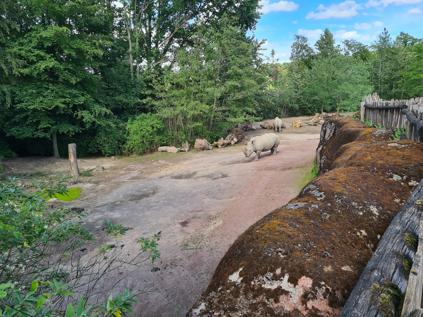 Savanna - Southern White Rhinoceros enclosure