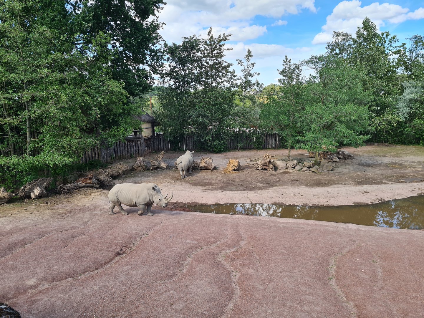 Savanna - Southern White Rhinoceros enclosure