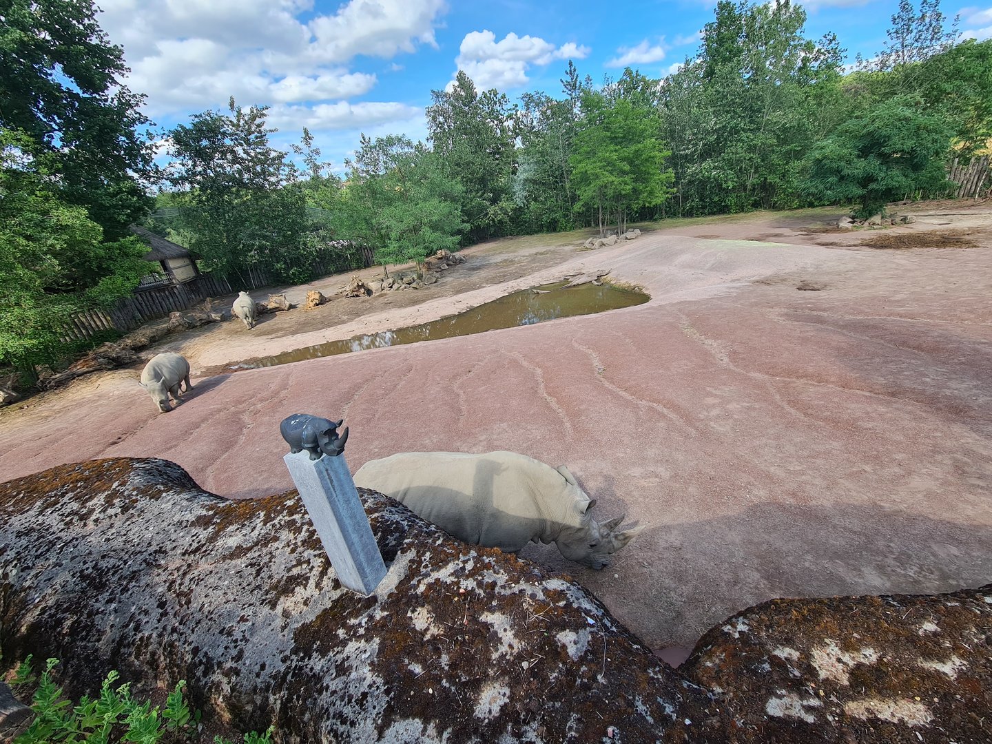 Savanna - Southern White Rhinoceros enclosure
