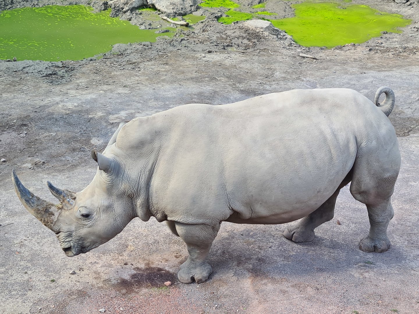 Savanna - Southern White Rhinoceros