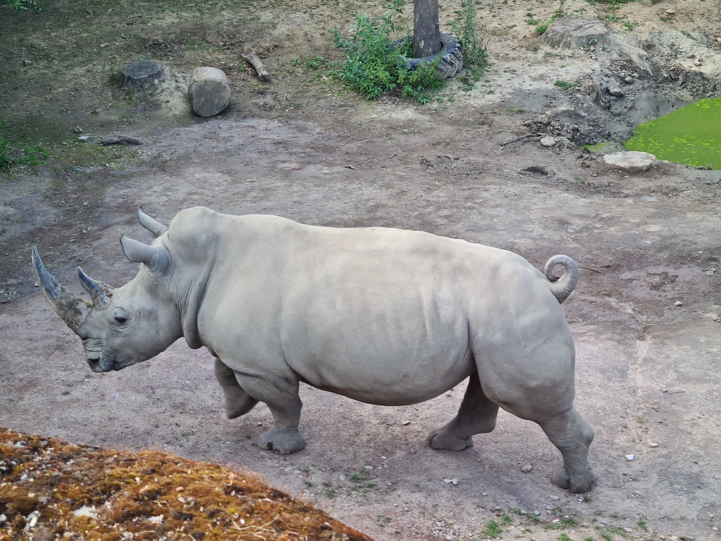 Savanna - Southern White Rhinoceros