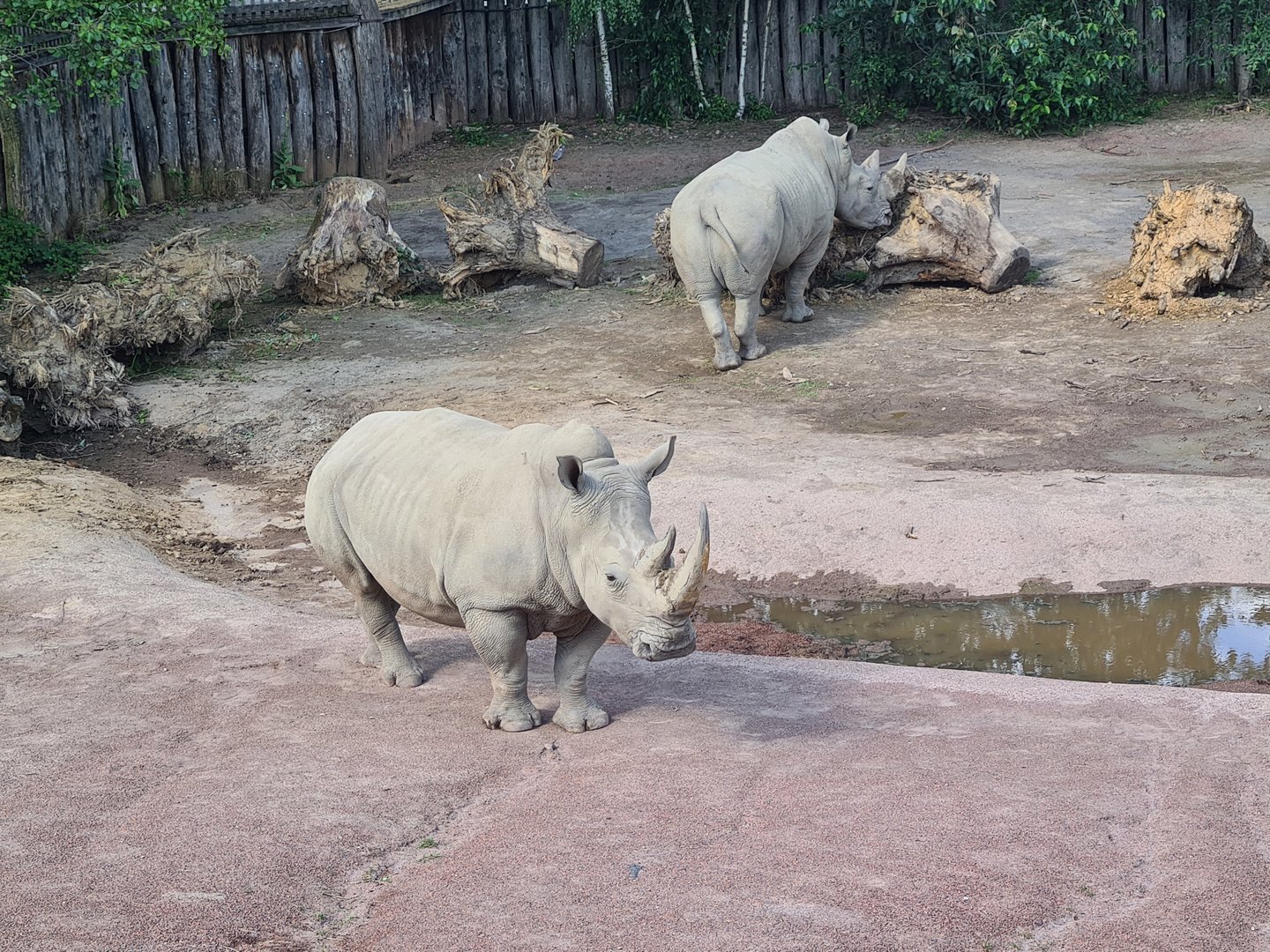 Savanna - Southern White Rhinoceros