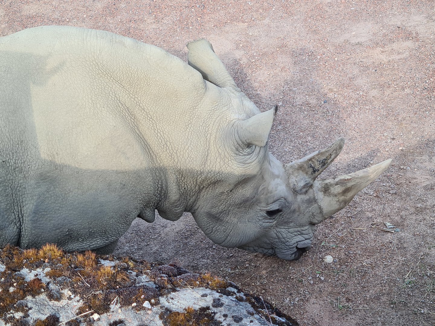 Savanna - Southern White Rhinoceros