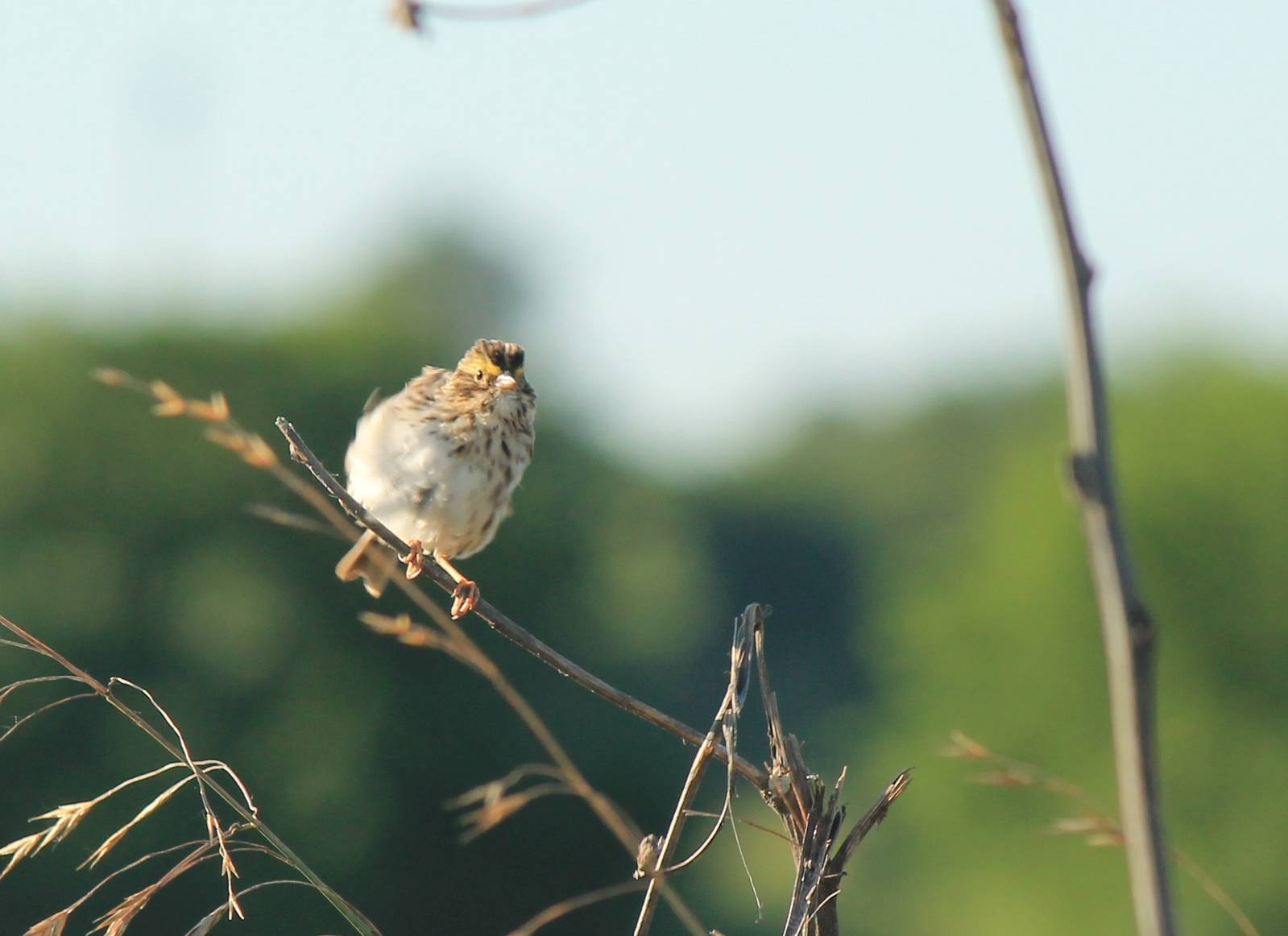 Savanna Sparrow