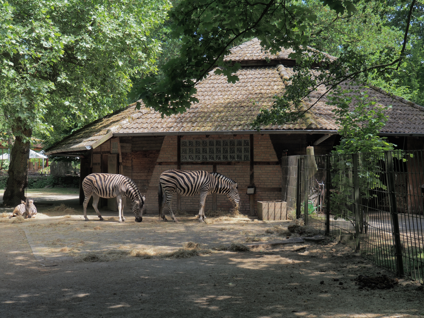 Savanna stable building, Chapman's zebra side, 2025-05-22