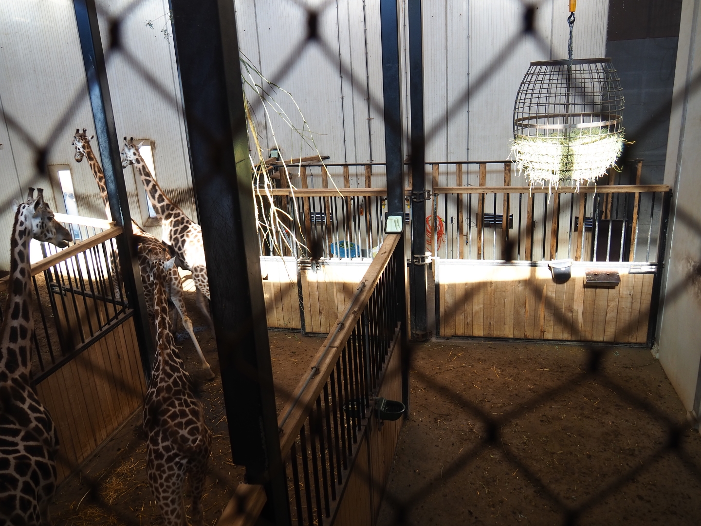 Savanna stables with Rothschild's giraffe herd (Oct 13th, 2018)