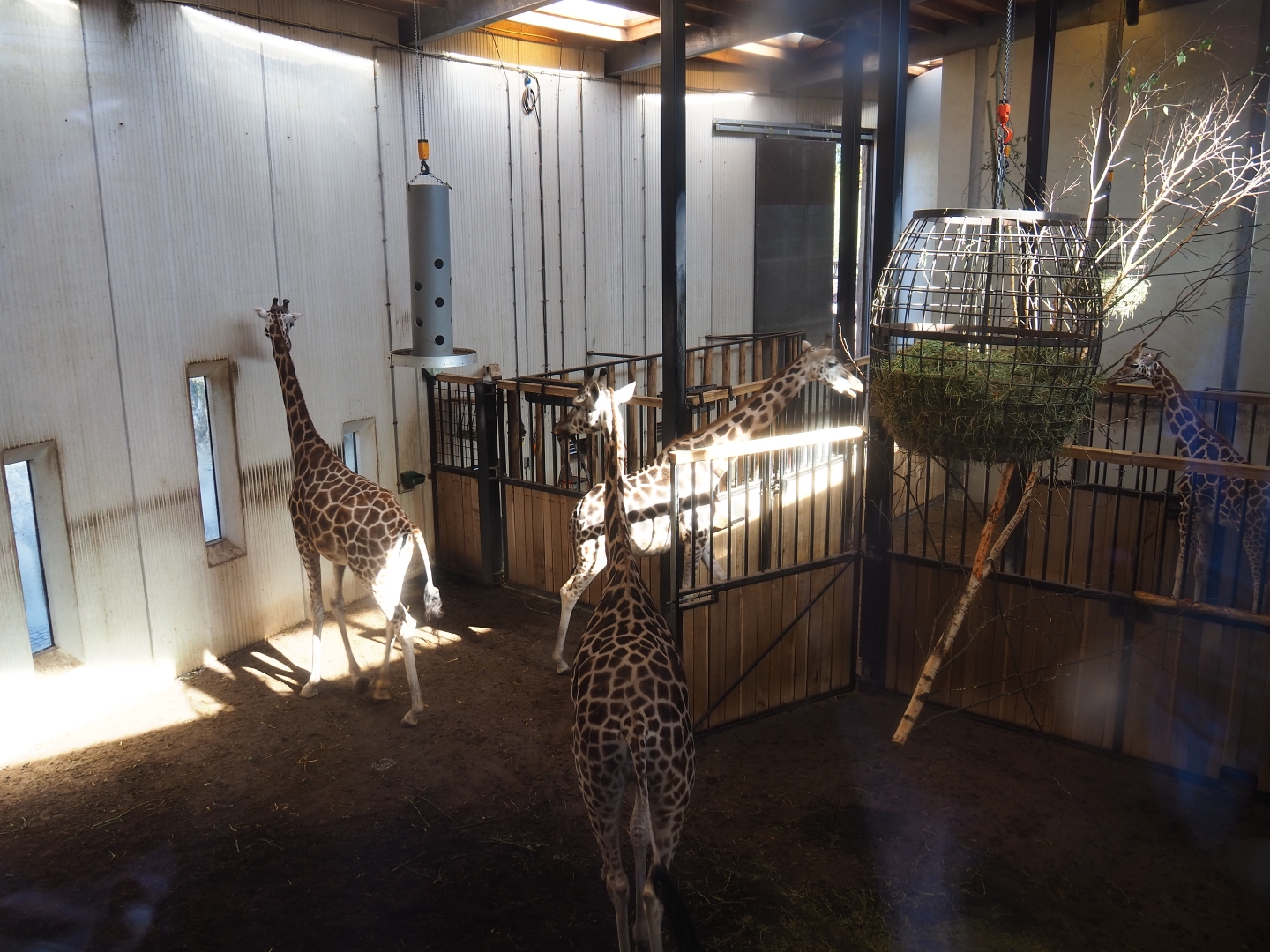 Savanna stables with Rothschild's giraffe herd (Oct 13th, 2018)
