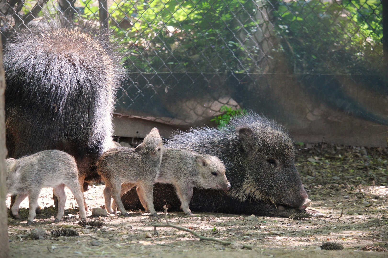 Savanna Station - Chacoan Peccaries