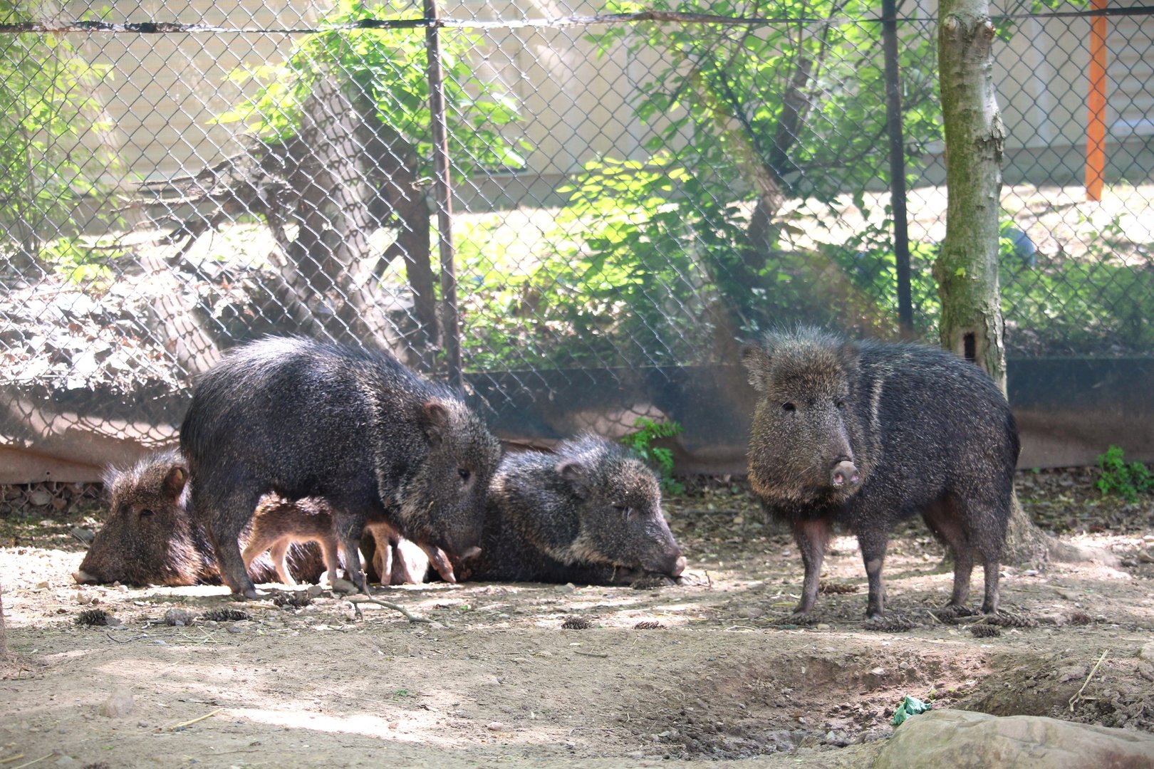 Savanna Station - Chacoan Peccaries