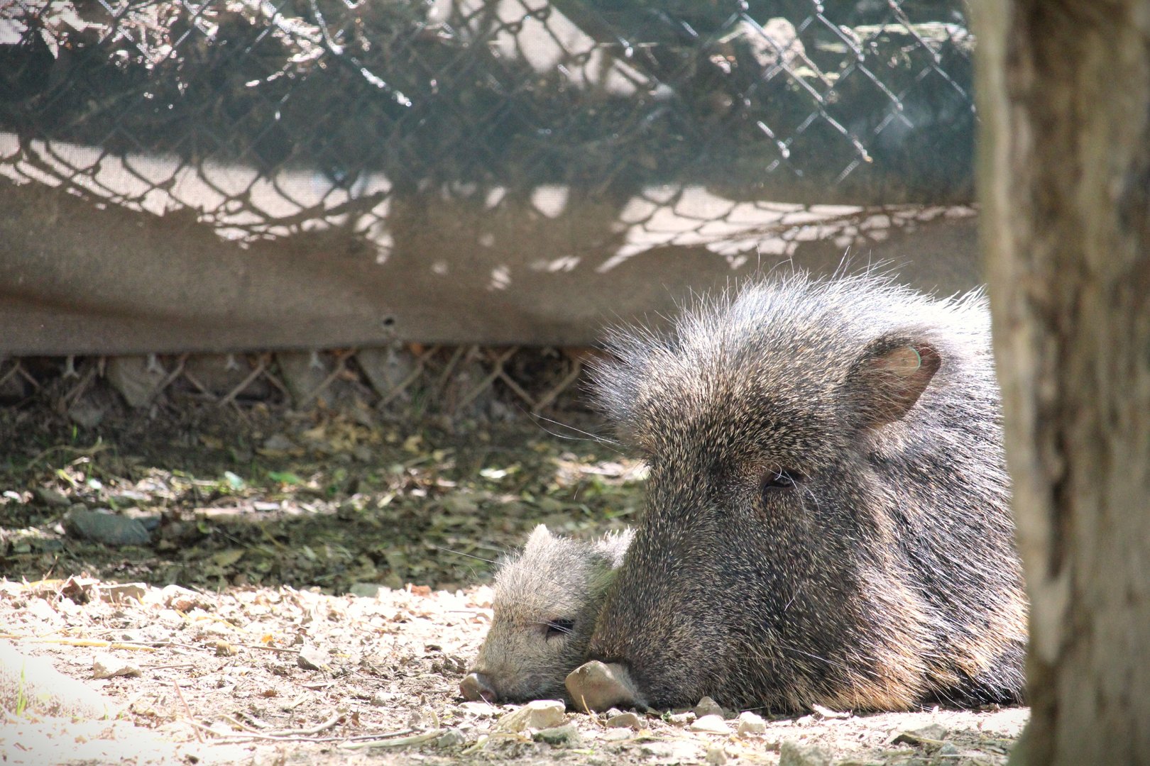 Savanna Station - Chacoan Peccaries