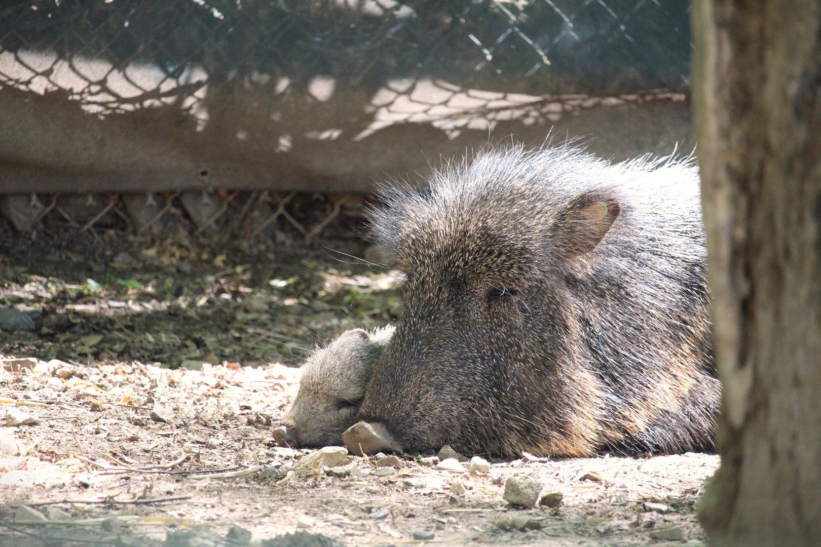 Savanna Station - Chacoan Peccaries