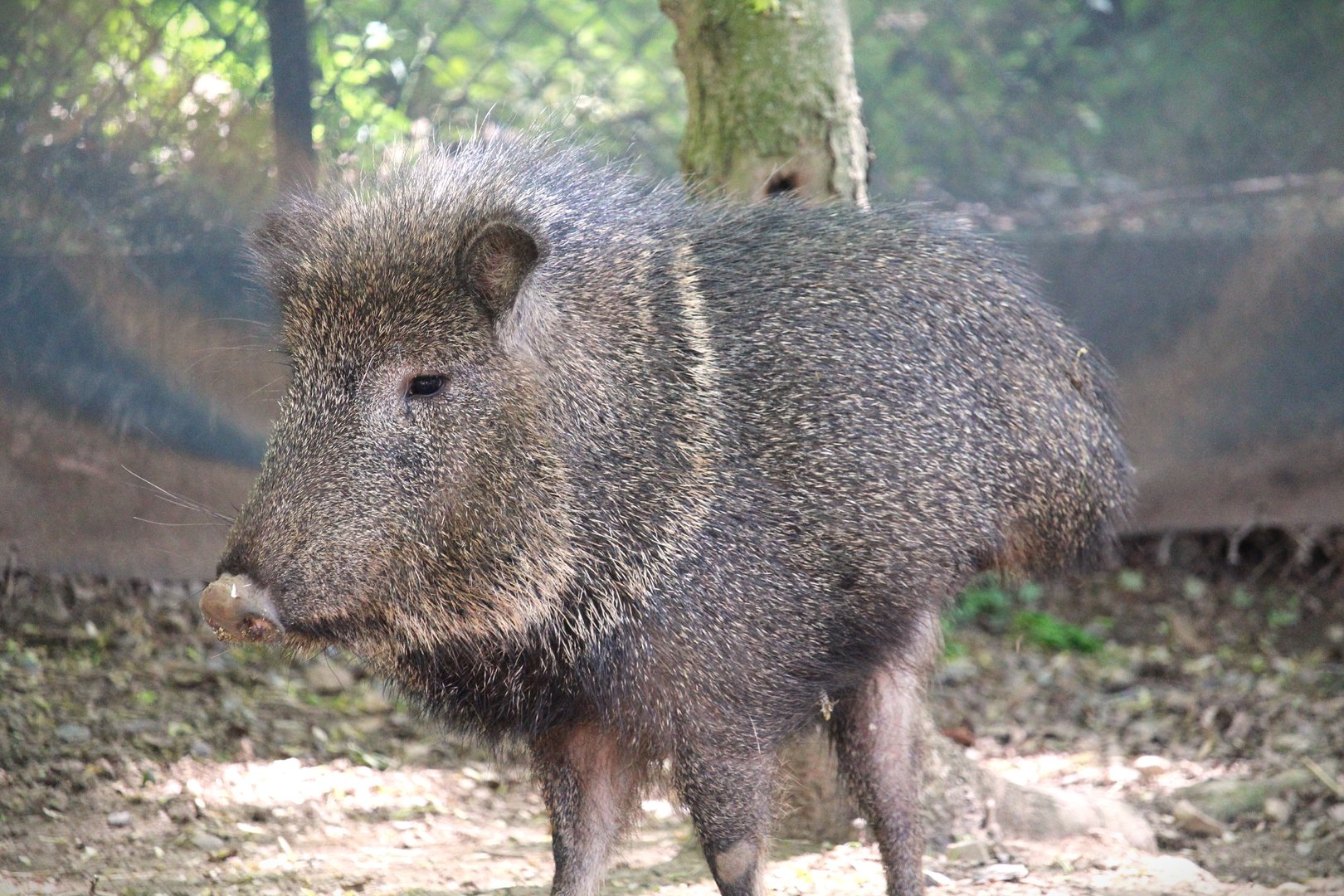Savanna Station - Chacoan Peccary