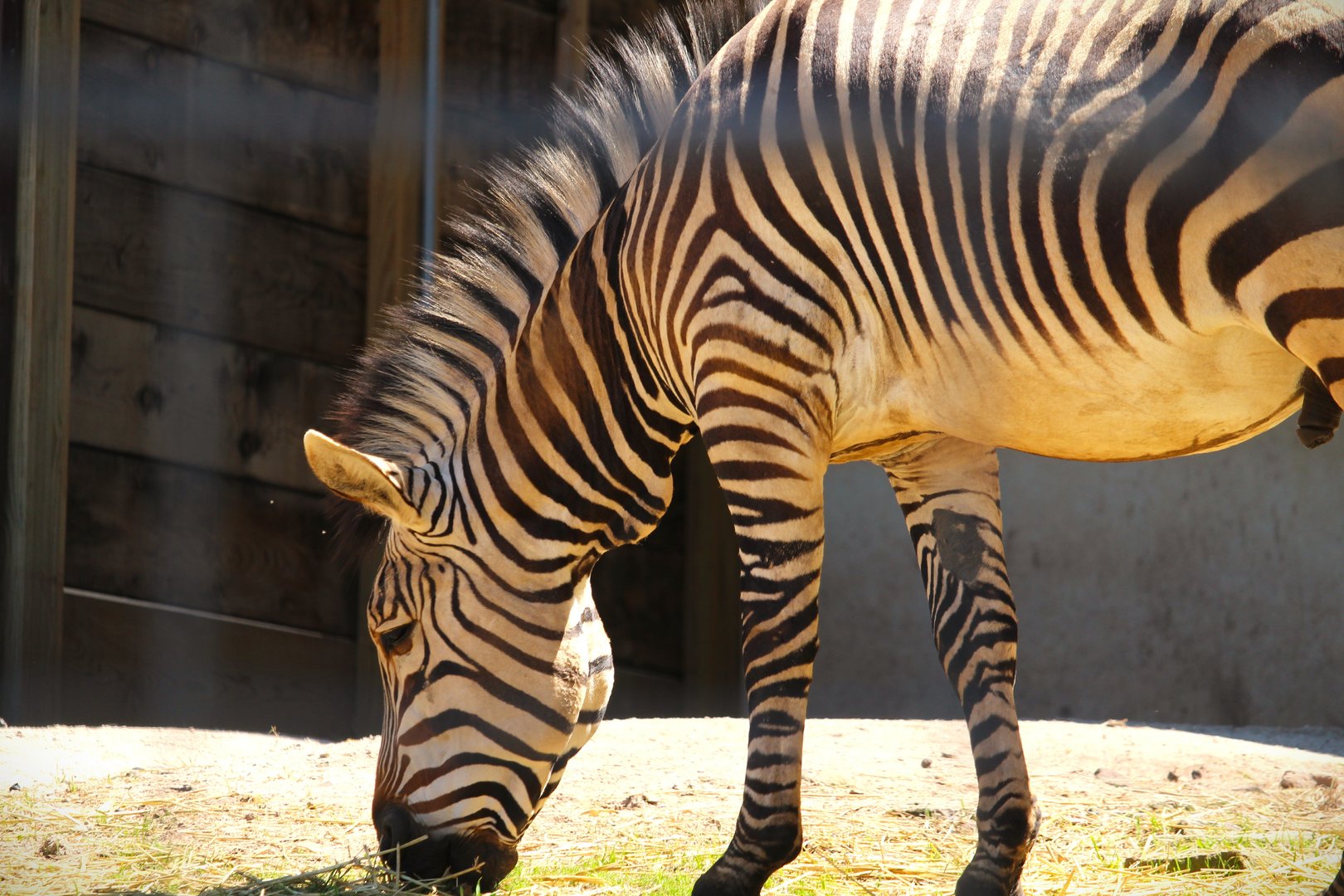 Savanna Station - Hartmann's Mountain Zebra