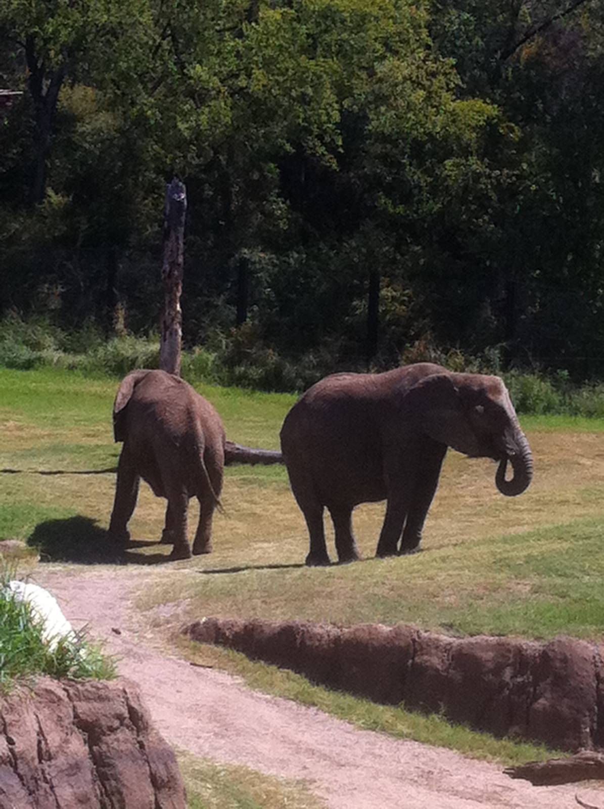 Savanna staying grassy:)