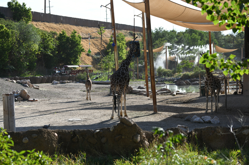 savanna (train in back)