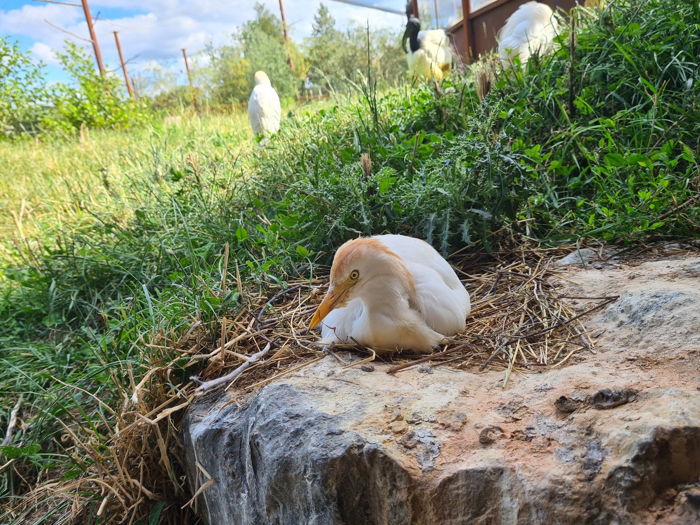 Savanna - Western cattle egret in Flamingo aviary